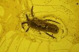 Fossil Springtail (Collembola) & Mite (Acari) in Baltic Amber #200156-2
